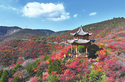 太原龍山紅葉進入最佳觀賞期
